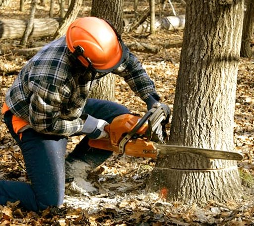 Tree Removal in Warne, NC